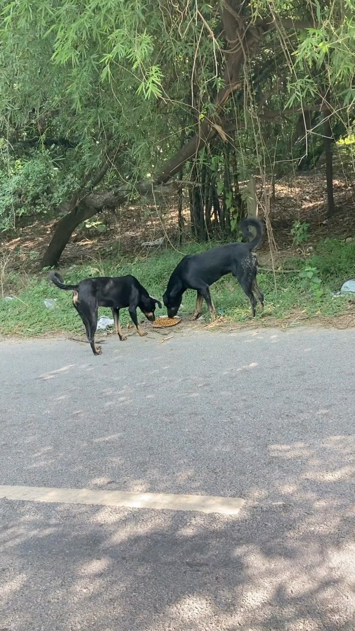 Feeding drive for many street dogs