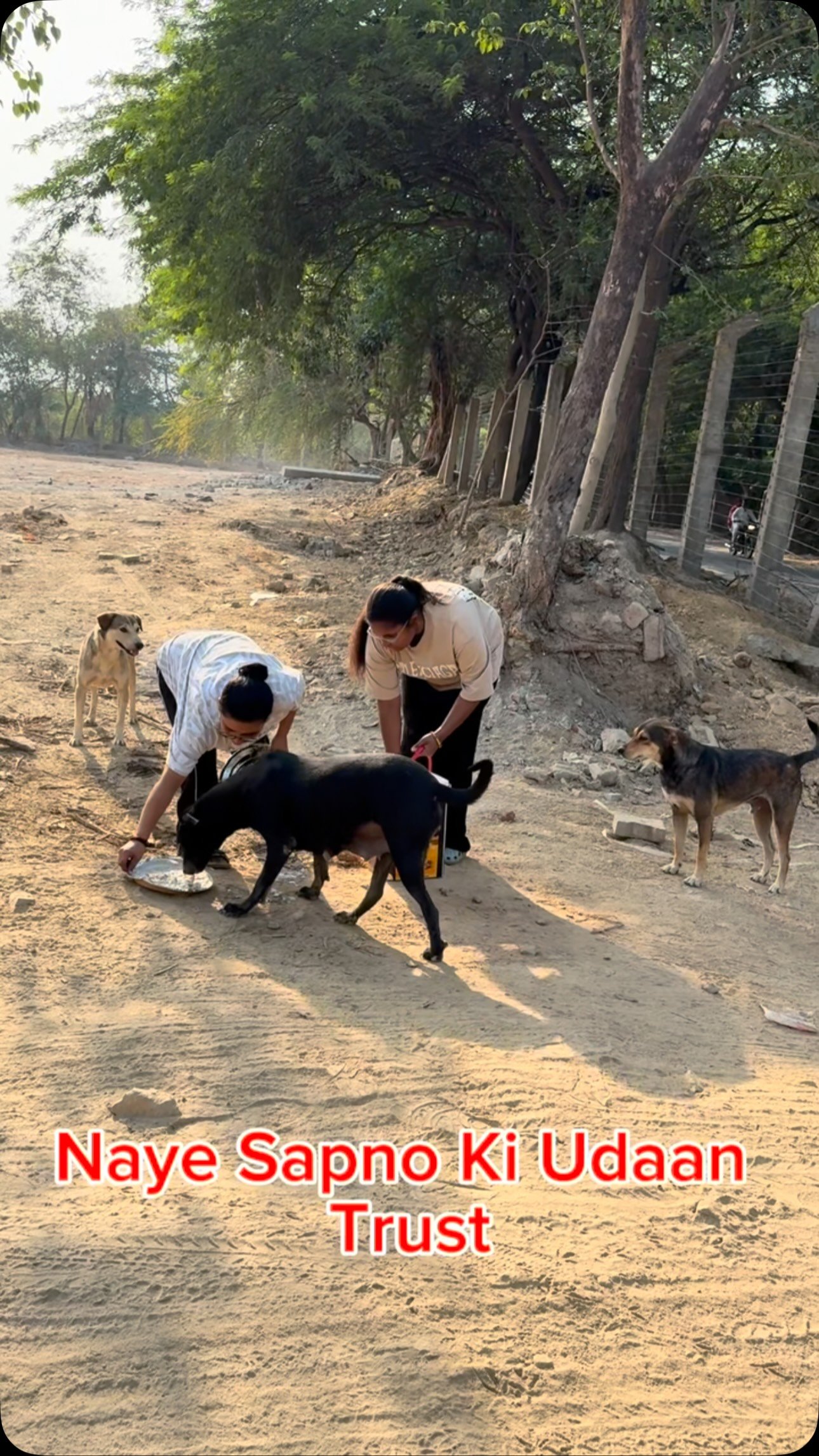 Street dog eating a fresh meal