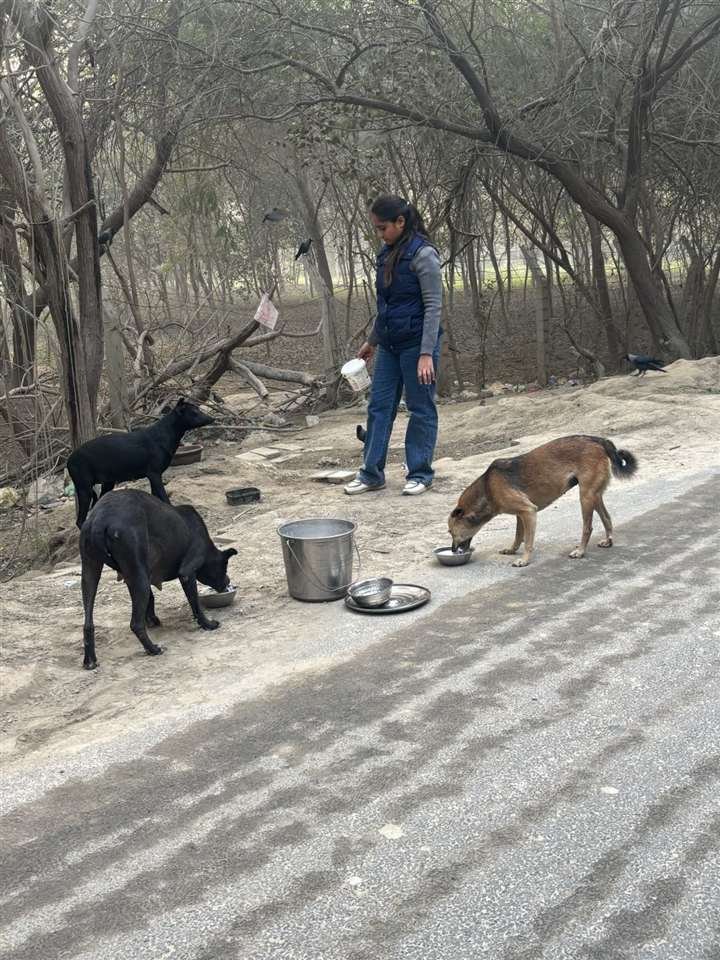 Volunteer feeding a group of street dogs with fresh food and water