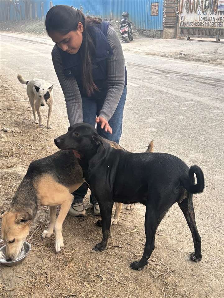 Volunteer gently petting a rescued street dog while it eats