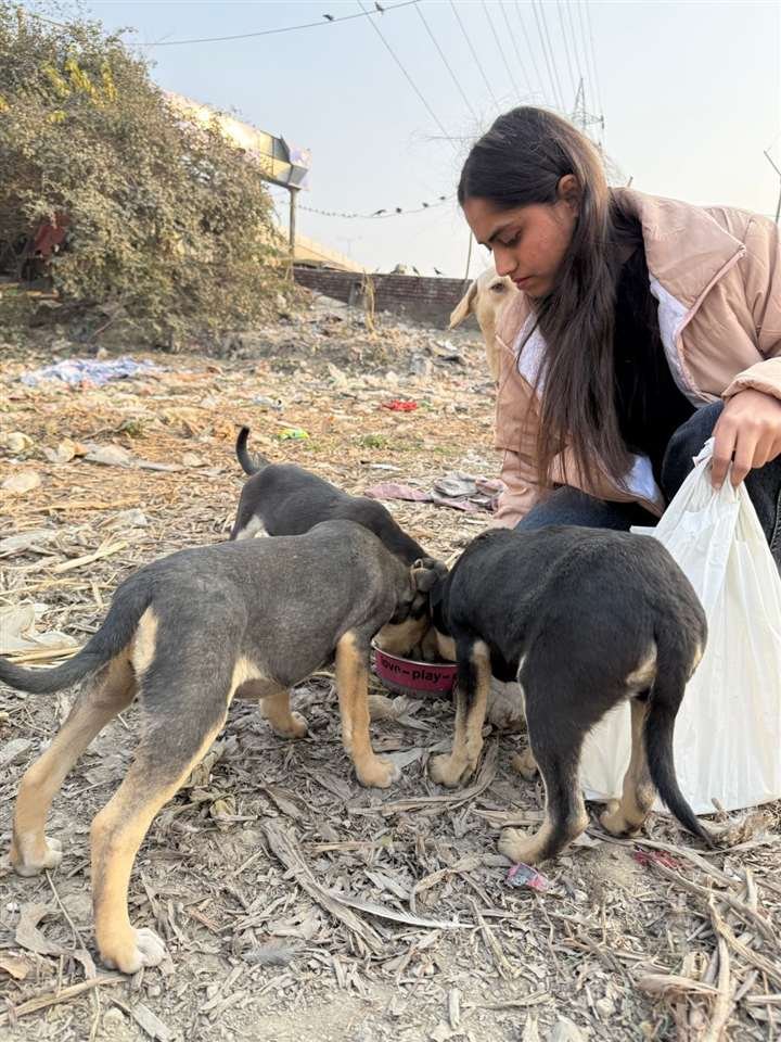 Volunteer feeding hungry street puppies
