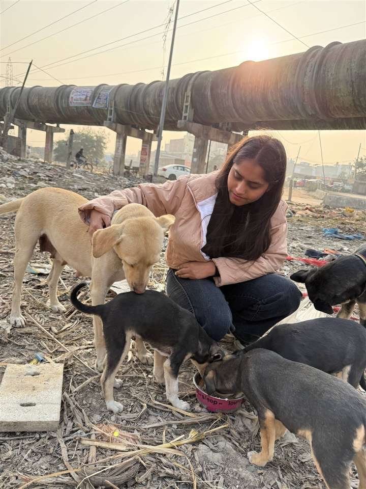 Volunteer caring for a mother dog and her puppies at feeding time