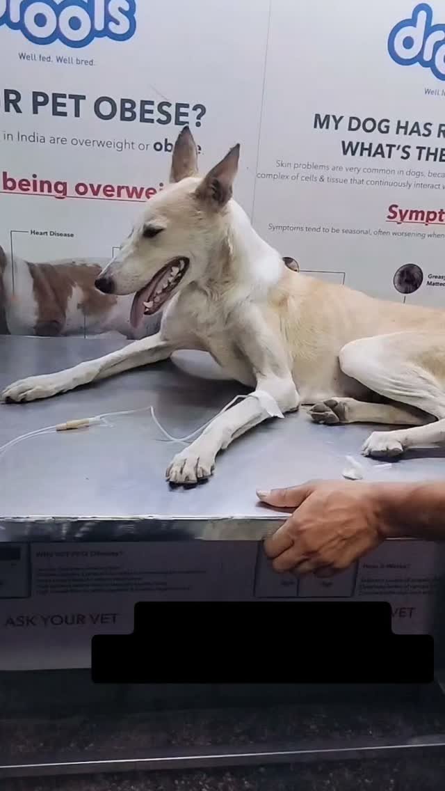 Injured dog receiving treatment