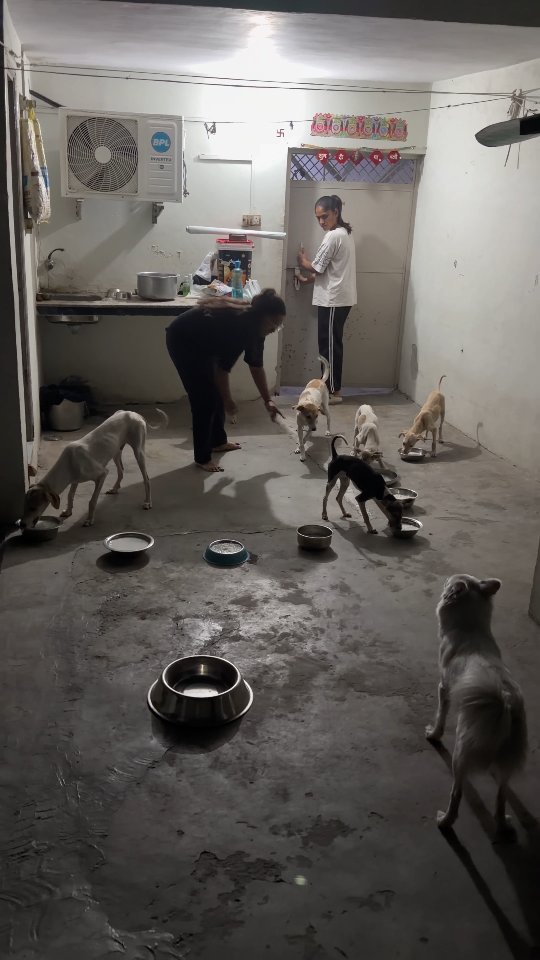 Food supplies for shelter dogs
