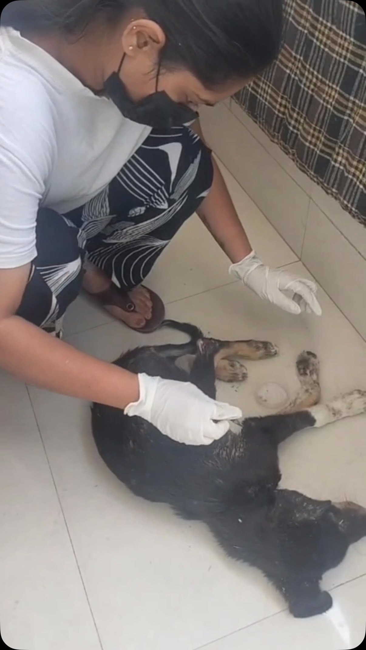 Rescue of an injured street dog