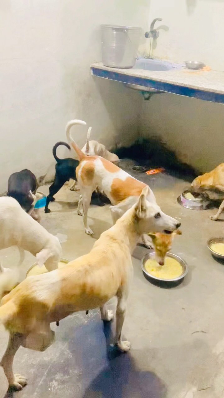 Dogs resting safely in the shelter