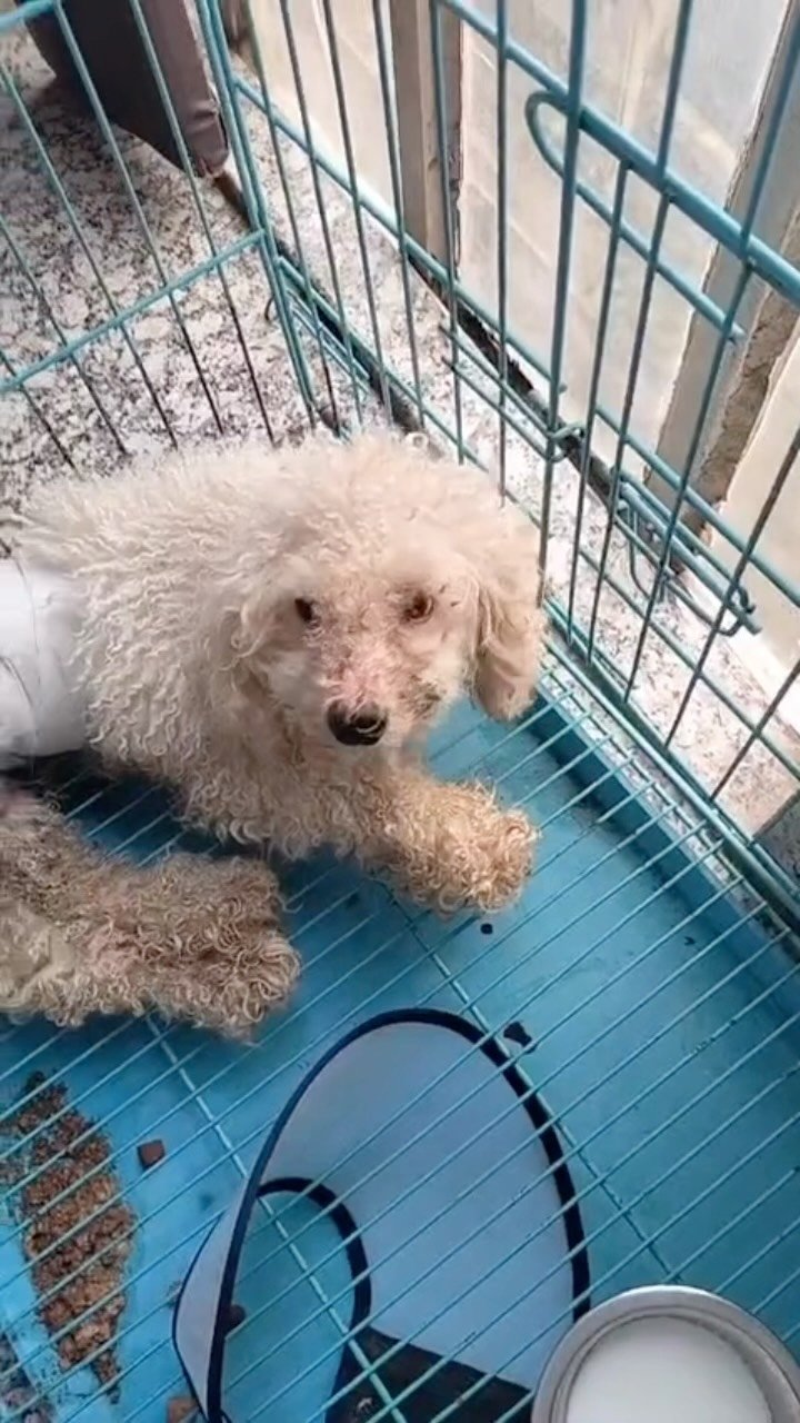 Rescued dog waiting for a sponsor