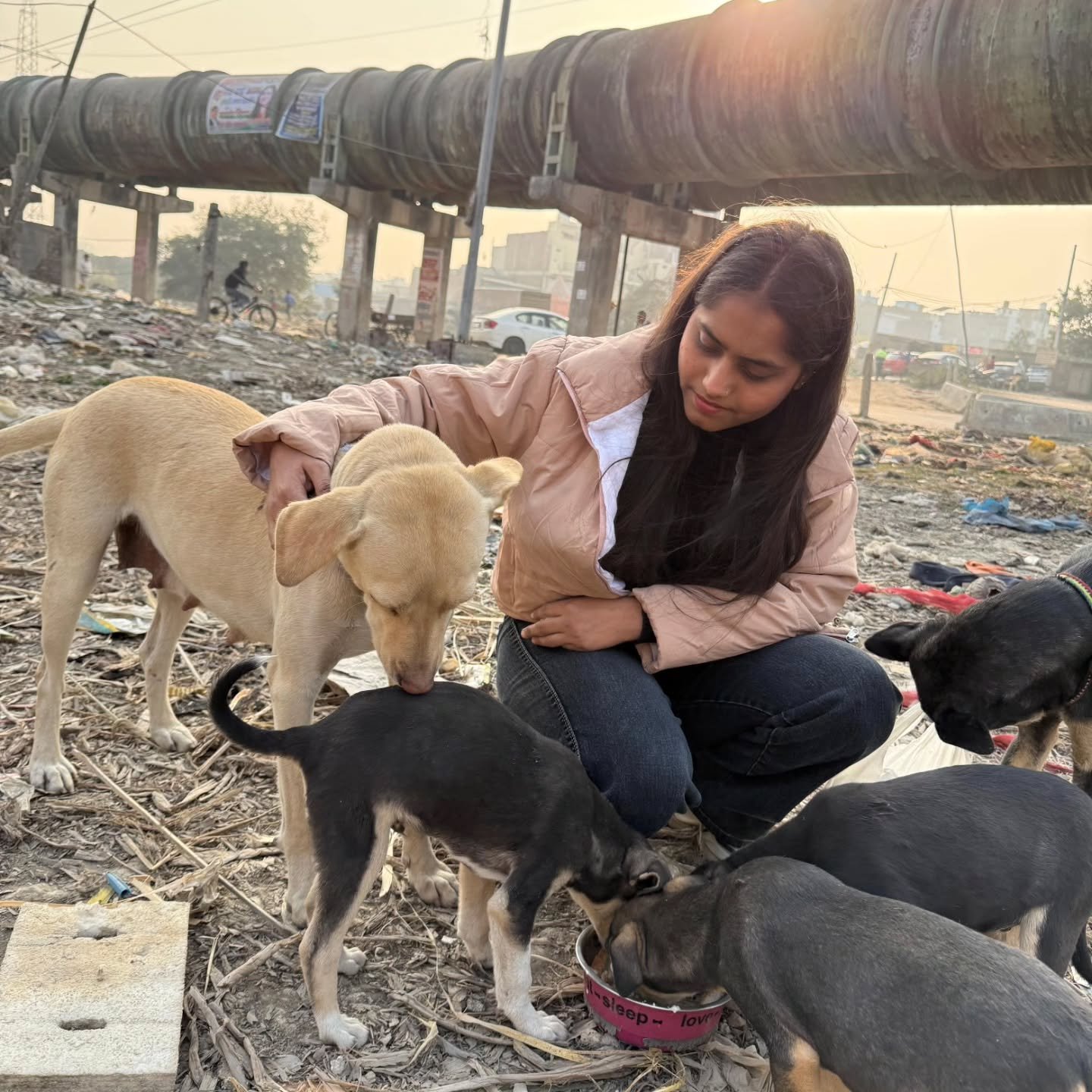 Street dog feeding