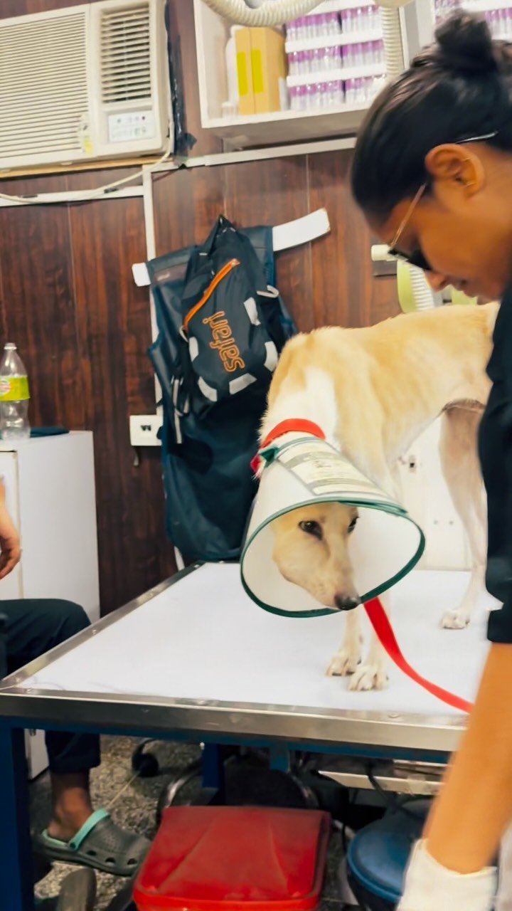 Dog receiving treatment