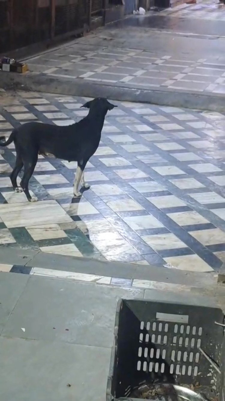 Volunteer with a street dog