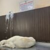 Naye Sapno Ki Udaan animal rescue