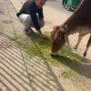 Naye Sapno Ki Udaan animal rescue